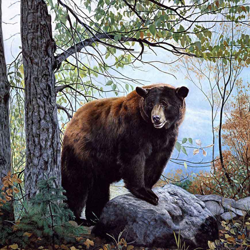 magnifik björn