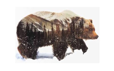 Vecka 49 – Björn med skog